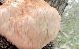 Vài triệu 1kg 'thực phẩm của hoàng đế', ở Việt Nam cũng nuôi trồng được