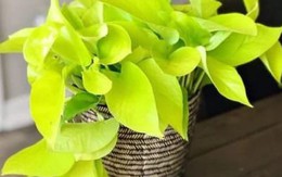 Mệnh Kim nên trồng cây gì trước nhà để đón tài lộc, bảo hộ cho gia đình?