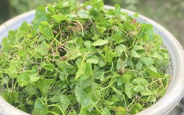 Loại rau được ví như ‘nhân sâm’ trước mọc dại nay thành đặc sản không đủ bán