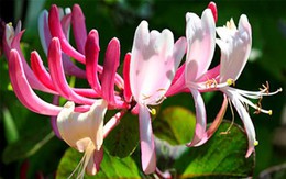 Loại hoa nên trưng trong nhà cho người mệnh Kim giúp cải thiện tài vận và sức khỏe