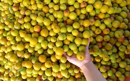 Mơ vàng vào mùa 'loạn' giá, người tiêu dùng vẫn tranh thủ mua làm thức uống giải khát ngày hè