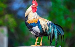 Điểm tên các con giáp chính trực, khảng khái, sẵn sàng đấu tranh cho lẽ phải