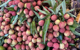 Vải u trứng trắng Hải Dương giá tiền trăm gây ‘sốt’ thị trường trái cây Việt