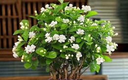 Loại cây trồng không sợ nắng, càng nắng càng ra hoa rực rỡ