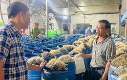 Khởi tố 3 bị can liên quan vụ 3.500 tấn giá đỗ ngâm hóa chất độc hại
