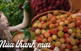 Mùa thanh mai chín rộ: Thứ quả chua ngọt đẹp như mơ, ăn ngon lại tốt cho sức khỏe