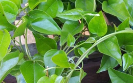 Loại lá có nhiều vào mùa hè vừa giải nhiệt vừa kiểm soát đường huyết tốt, đem làm nhiều món ngon mát bổ