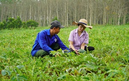 Vất vả cả vụ mùa, nhiều người trồng dưa hấu không thu được vốn