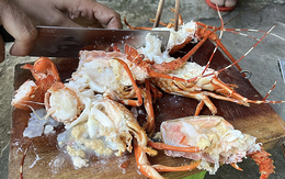 Bơm thạch rau câu 'biến' tôm hùm chết thành tươi, người nội trợ làm cách nào nhận biết đúng tôm hùm tươi?