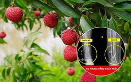 Người đàn ông 51 tuổi ở Phú Thọ nhập viện gấp sau khi trèo cây hái vải