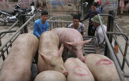 Tăng mức hỗ trợ đến 55.000 đồng/kg hơi gia súc buộc tiêu hủy do bệnh, người chăn nuôi mong chờ từng ngày quy định có hiệu lực