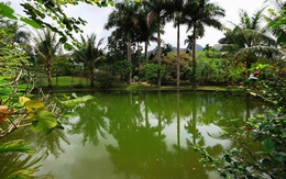Đây là lý do trước nhà không nên có ao nước