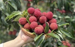Vải thiều Trung Quốc đổ bộ chợ Việt, giá 700.000 đồng/kg