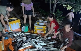 Cá nuôi lồng chết hàng loạt do mưa lớn, thiệt hại tiền tỷ