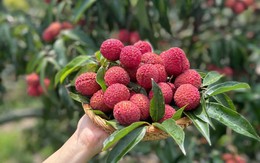 Xuất hiện loại vải không hạt giá gần 1 triệu đồng/kg đổ bộ thị trường hoa quả Việt