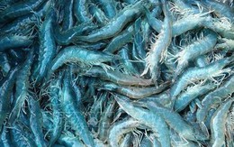 Giá tôm tăng cao nhất trong vòng 1 năm