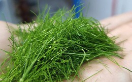Thứ lá người Việt thường rắc lên gà luộc, không ngờ là loại rau chứa chất chống oxy hóa mạnh, bảo vệ hệ thần kinh
