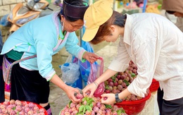 Mận hậu bán ngập thị trường, tiểu thương chỉ cách phân biệt mận Việt và mận Trung Quốc