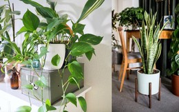 Những loại cây xua đuổi tà ma, trừ âm khí trong nhà cho gia chủ
