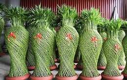 Đây là lý do đặc biệt vì sao nên trồng các loại cây phong thủy?