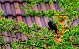 Tháng sinh Âm lịch của người thông minh, sắc sảo
