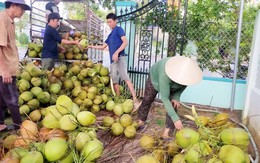 Doanh nghiệp chi tiền gấp 11 lần nhập khẩu dừa giữa lúc giá cao kỷ lục