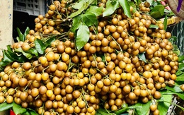 Loại quả ăn vặt dân dã vào mùa, chị em thi nhau săn đón thưởng thức