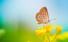 Tháng sinh Âm lịch của người khôn ngoan và trí tuệ, nhờ đó mà cuộc sống tràn đầy phúc lành
