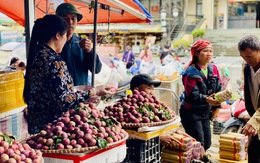 Mận hậu giảm giá sâu chỉ còn vài nghìn đồng/kg bán đổ đống đầy thị trường
