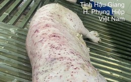 Vụ Công ty C.P. Việt Nam bị 'tố': Lợn bệnh đóng dấu vuông đưa ra thị trường, Bộ NN-MT yêu cầu hoàn thiện hồ sơ chuyển cơ quan công an điều tra