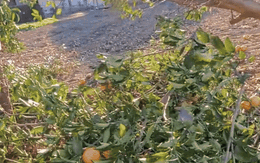 Lý do người dân Nhật Bản chặt bỏ cây sau khi bị xin quả