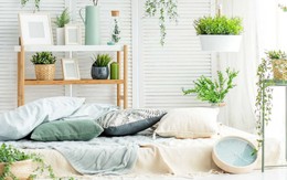 Những loại cây nhả khí oxy vào ban đêm, trồng trong phòng ngủ giúp tăng sinh dương khí, ngủ ngon và cải thiện sức khỏe