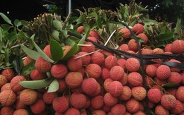 Quả vải giảm giá sâu chỉ còn vài nghìn đồng/kg bán đổ đống, chị em bày nhau làm món ngon dễ làm cho bữa ăn gia đình thêm phần hấp dẫn