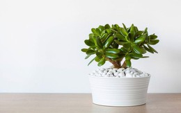 Các loại cây cảnh phong thủy để bàn giúp học sinh được thư giãn và tỉnh táo khi ôn thi