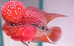 Top những loài cá phong thủy mang lại may mắn