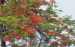 Vừa chớm hè, dân tình đã ‘cháy tim’ với loạt ảnh hoa phượng đẹp như thơ