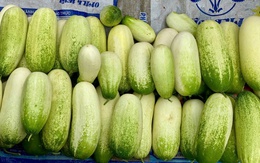 Loại dưa chuột ‘khủng’ cả kg/quả, đặc sản vùng Tây Bắc được chị em thi nhau săn đón