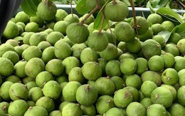 Sấu vào mùa giá chỉ từ 15.000 đồng/kg, đây là thời điểm mua sấu ngon nhất và cách chọn sấu ngon