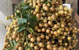 Chị em đua nhau mua quất hồng bì giá rẻ, chỉ từ 15.000 đồng/kg để ngâm trị ho và ăn được vài tháng