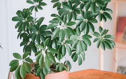 Những loại cây phong thủy giúp hóa giải sát khí từ góc nhọn trong nhà