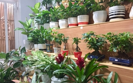 Tác hại của việc trồng quá nhiều cây trong nhà, ảnh hưởng đến sức khỏe và tài lộc