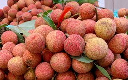 Vải thiều vào cuối vụ giá bán siêu rẻ, chị em truyền nhau bí quyết bảo quản quả vải tươi cả tháng