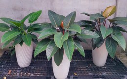 Những loại cây cảnh văn phòng mang lại tài lộc, giảm stress