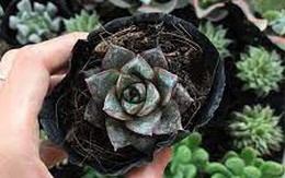 Sen đá hoàng tử đen - vừa đẹp, vừa sang và lý do phong thủy cây thường được tặng trong dịp khai trương hoặc dịp lễ quan trọng