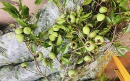 Thị thơm vào mùa, chị em đua nhau ‘săn’ cành thị về chưng làm đẹp không gian sống, nên biết mẹo này để cắm tươi lâu