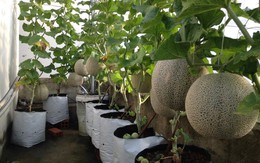 Cách trồng dưa lưới tại nhà sai quả, năng suất cao