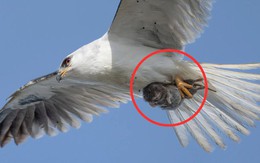 Bức ảnh nghiệt ngã: Phóng to lên mới thấy điều bất ngờ!