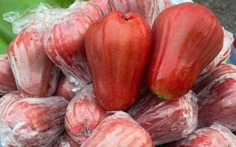 Quả roi thanh mát giúp bổ thận, kiểm soát đường huyết đang vào vụ ngon nhất, biết mẹo nhỏ này khỏi lo mua nhầm quả bị sâu bên trong