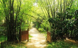 Loại cây càng trồng càng có lộc, nếu chặt đi thì tiền tài tiêu tán, vận khí hao tổn