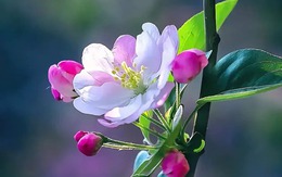 Trẻ sinh vào 4 tháng Âm lịch vượng khí: Càng lớn càng giỏi, tiền tài danh vọng theo về